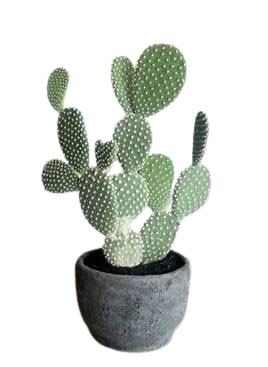 cactus-in-ghiveci