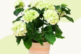 plante de apartament