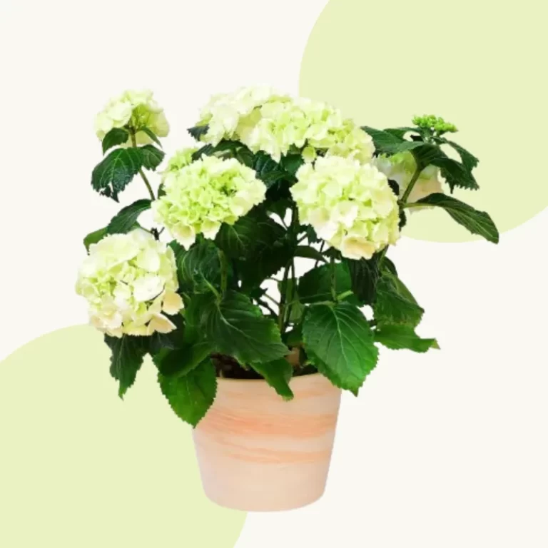 plante de apartament
