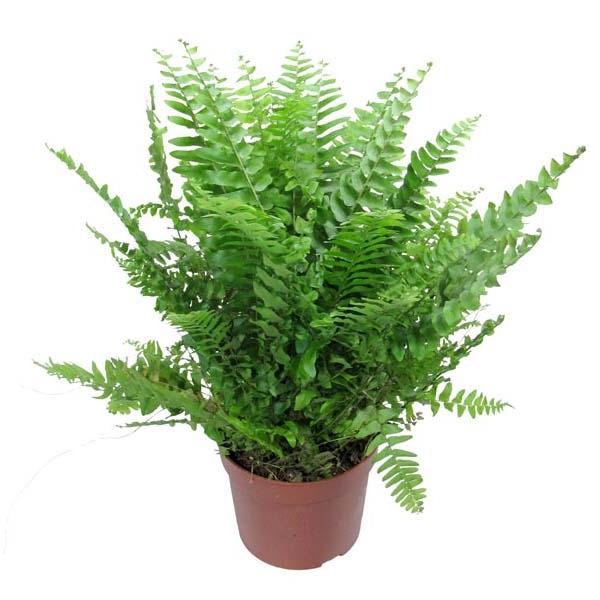 plante de apartament - feriga